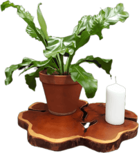 Laden Sie das Bild in den Galerie-Viewer, Baumscheiben 35-40cm- "Trérist-Tvöfalt"