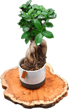 Laden Sie das Bild in den Galerie-Viewer, Baumscheiben 35cm- "Trérist-Auðvelt"