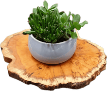 Laden Sie das Bild in den Galerie-Viewer, Baumscheiben 35cm- "Trérist-Auðvelt"