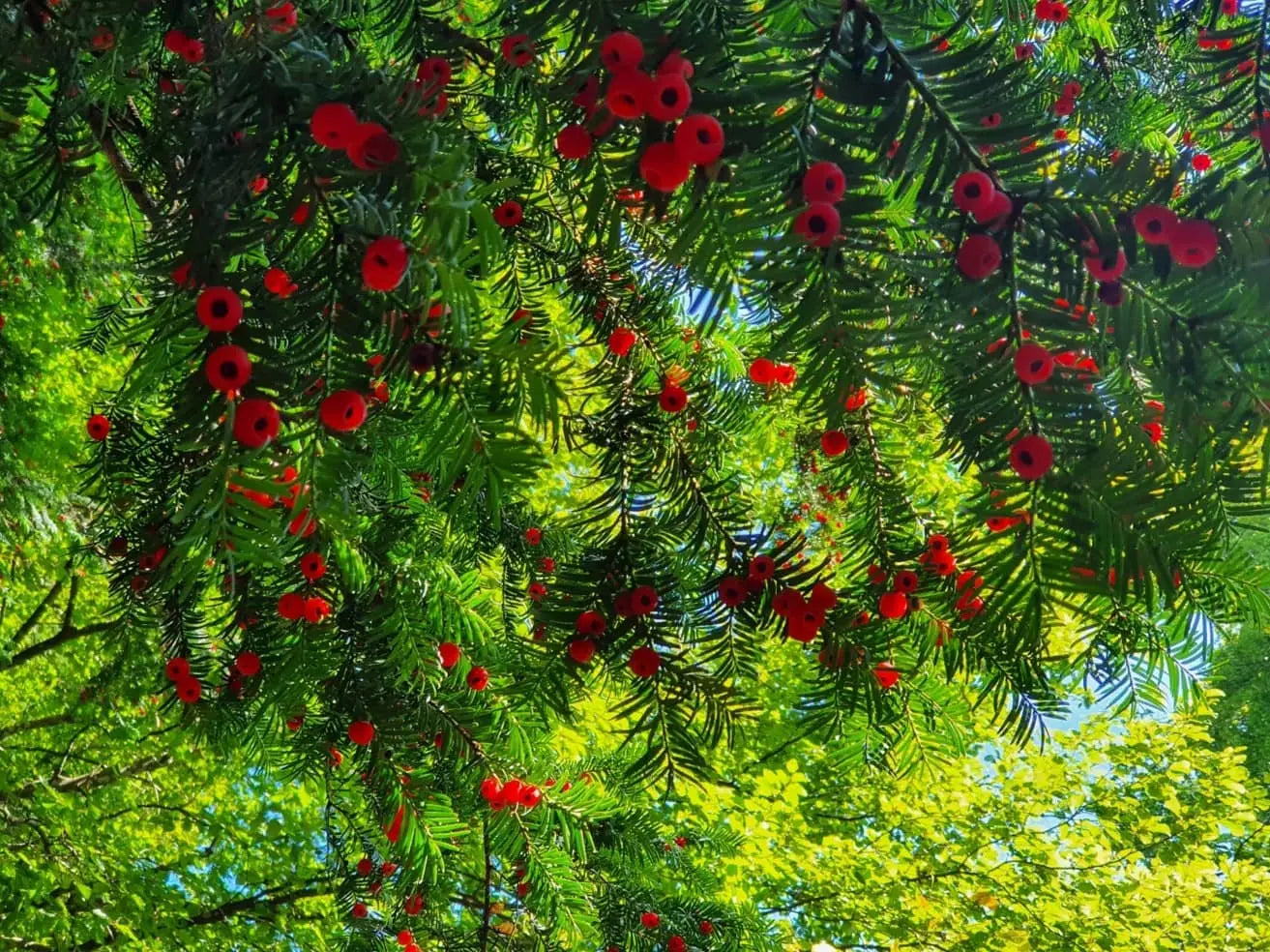 Die Eibe im Wald- eine Rarität! Eiben-Art.com