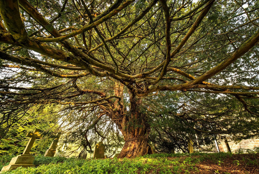 "Yggdrasil" an ash or yew? 