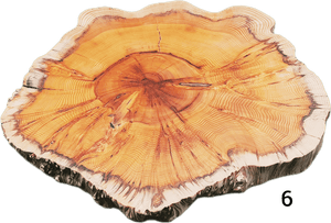 "Trérist-Auðvelt" stem discs "simple" 